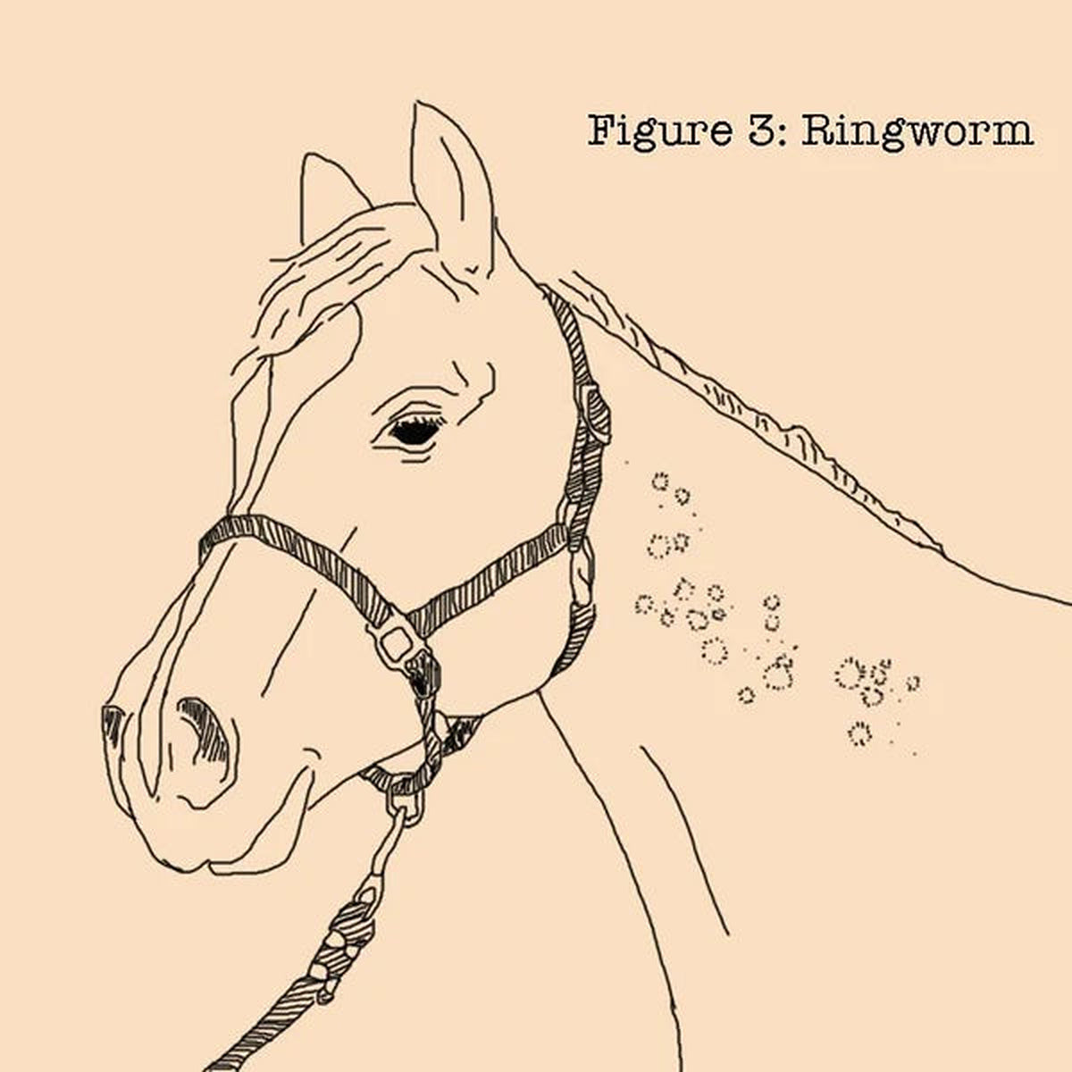 Ilustración de la cabeza de un caballo con lesiones circulares de tiña