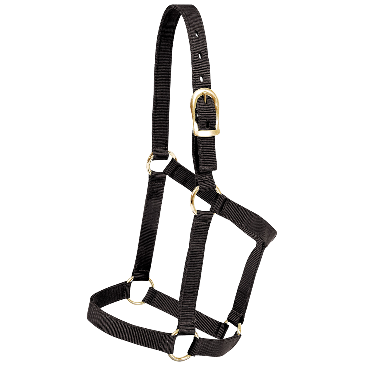 MUSTANG ALMARTIGON ECONOMICA POTRILLO