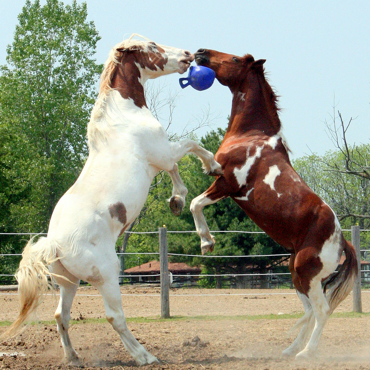 HORSEMANS PRIDE JOLLY BALL 10