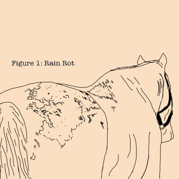 Ilustración de un caballo señalando las zonas afectadas por dermatofilosis o rain rot