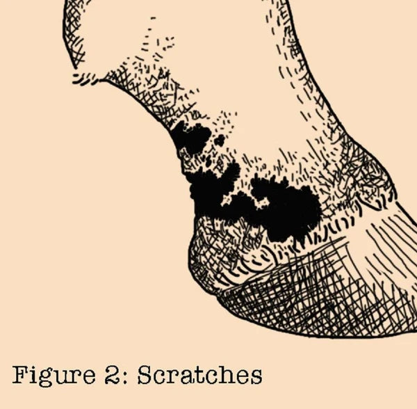 Ilustración de la cuartilla y el menudillo del caballo con dermatitis de la cuartilla, conocida como scratches