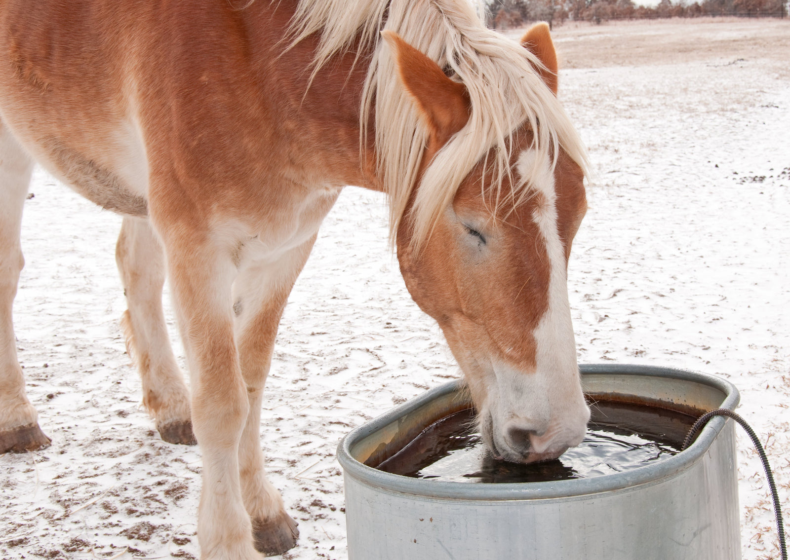 ¿Cuánta agua debe beber un caballo en invierno?