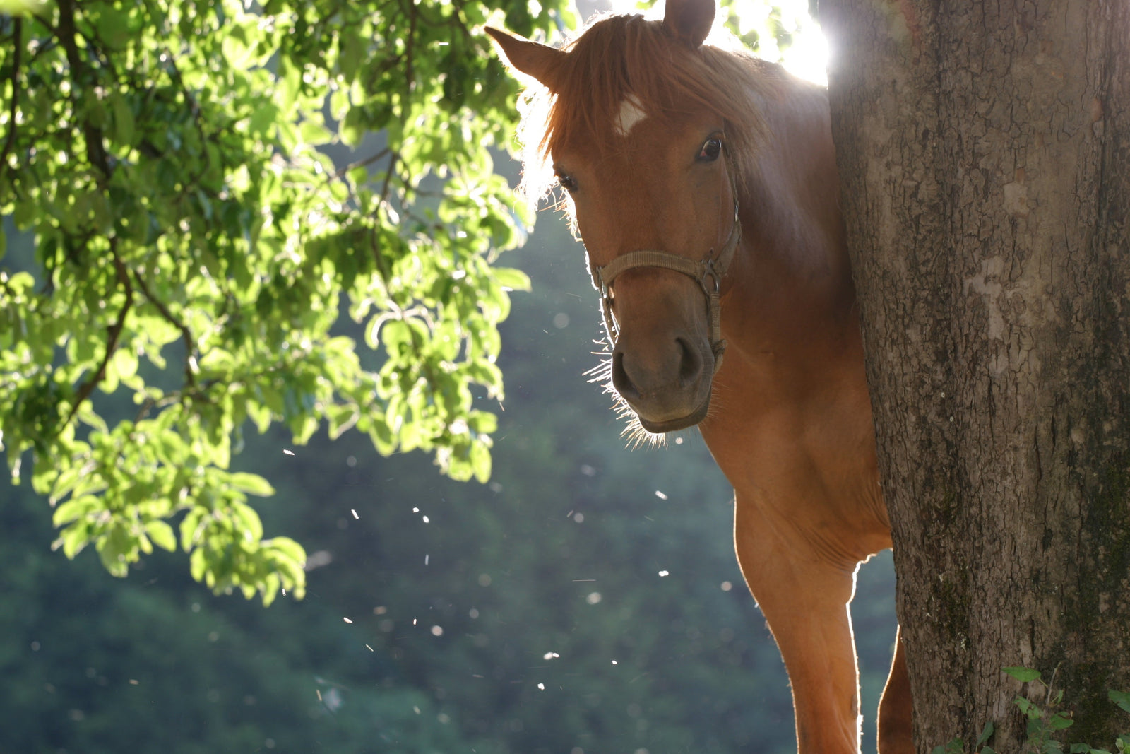 Golpe de calor en caballos: signos, primeros auxilios y criterios de urgencia veterinaria