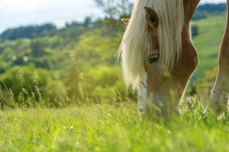 Introducción segura al pasto en primavera: protocolo por fases para evitar laminitis
