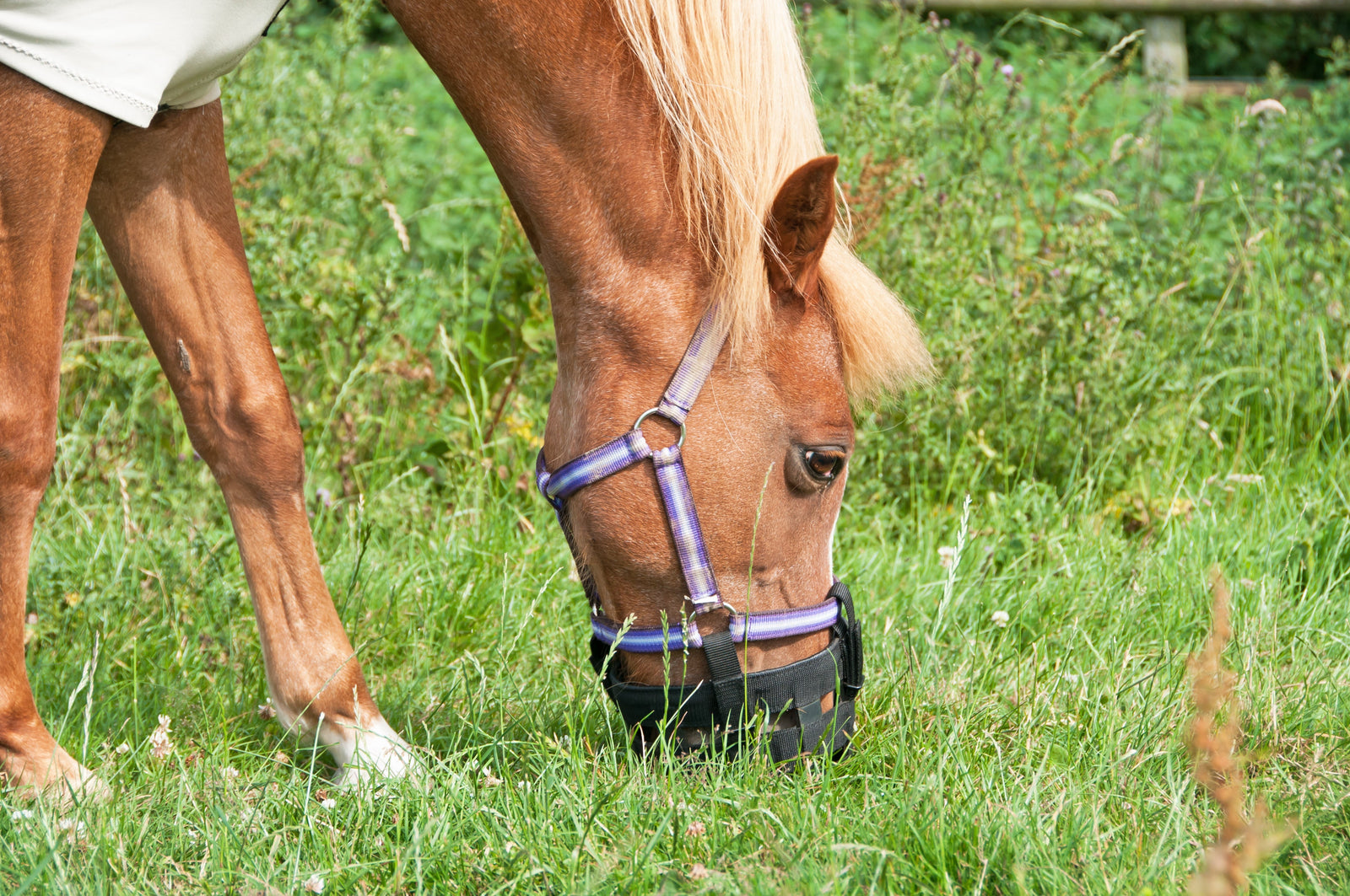 Bozal de pastoreo y alimentación lenta: uso seguro para controlar ingesta y reducir riesgo de laminitis