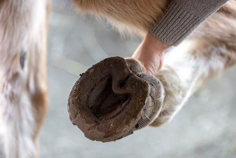 Señales tempranas de laminitis en caballos: qué vigilar y cuándo llamar al MVZ