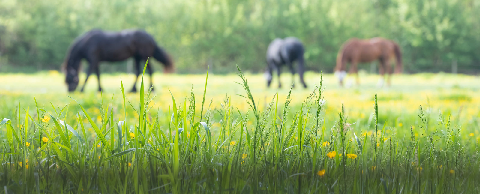 NSC en heno y pasto: decisiones de alimentación basadas en evidencia para reducir riesgo de laminitis