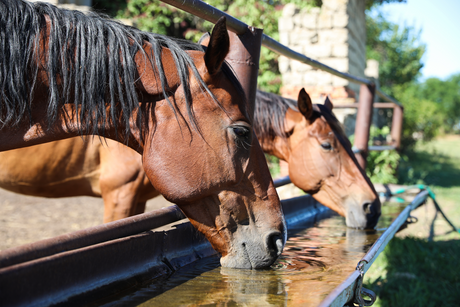 Caballo bebiendo agua para prevenir cólico por impactación