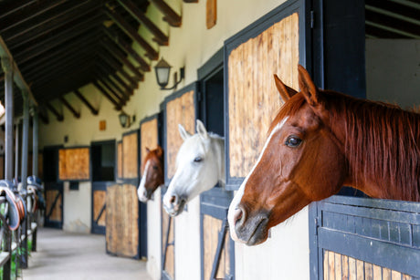 ¿Cómo ventilar un establo de caballos?