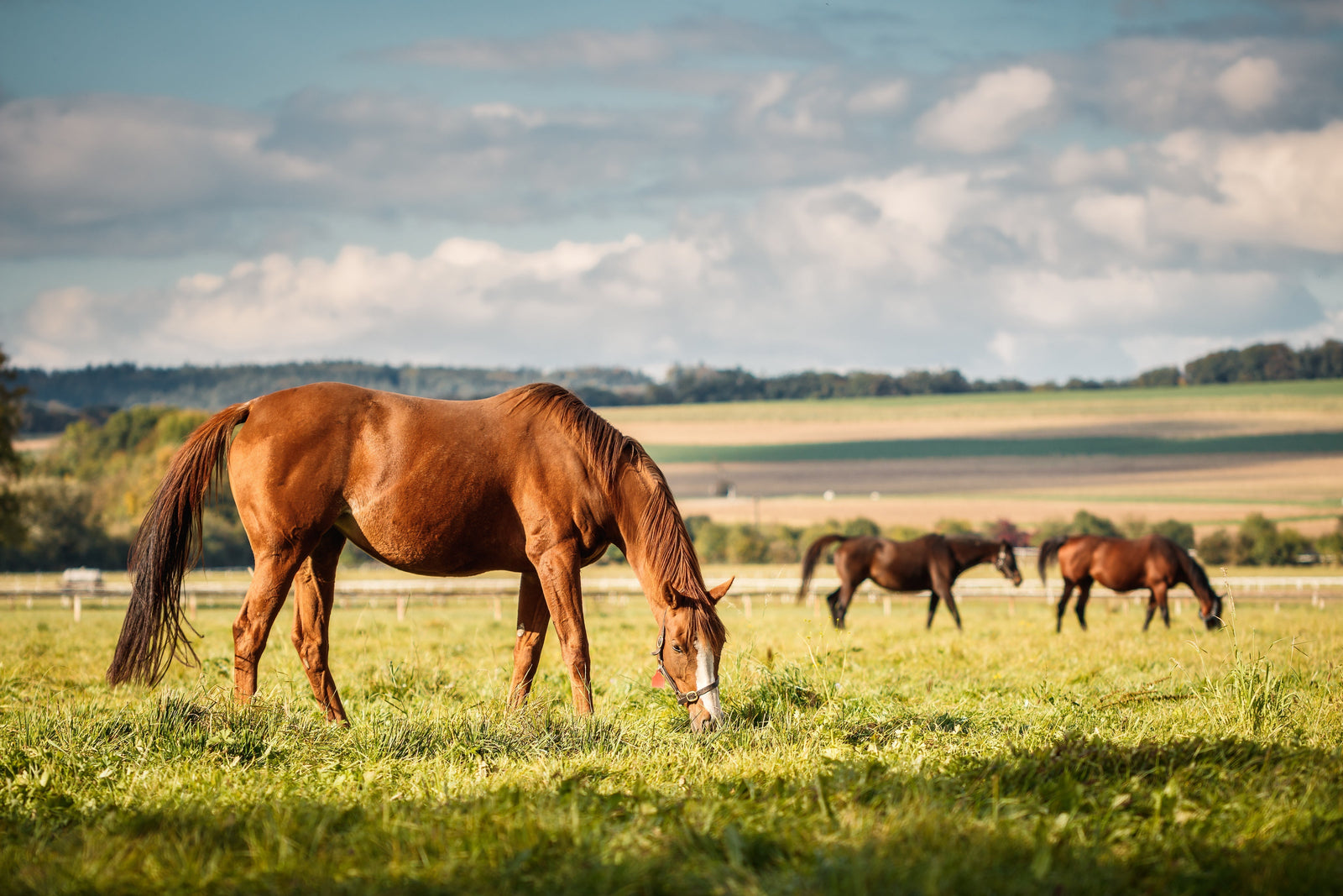 Síndrome metabólico equino en primavera: insulina y laminitis