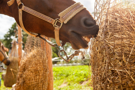 Cómo bajar de peso en caballos con EMS sin aumentar el riesgo de laminitis (plan seguro)