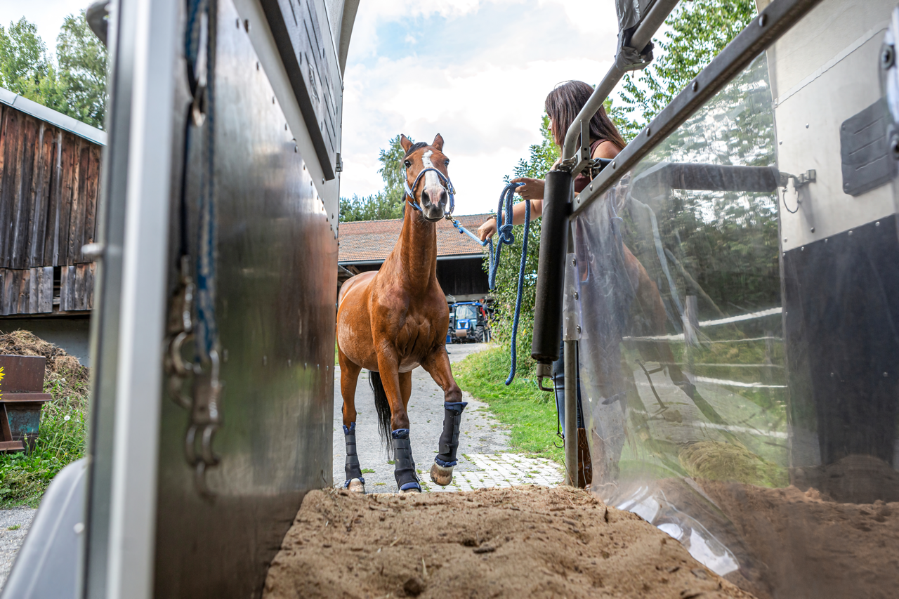 Checklist de viaje para caballos en primavera: agua, digestión, estrés y bioseguridad