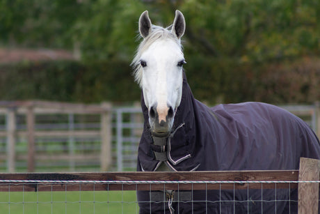 ¿Cuándo poner una manta a un caballo?