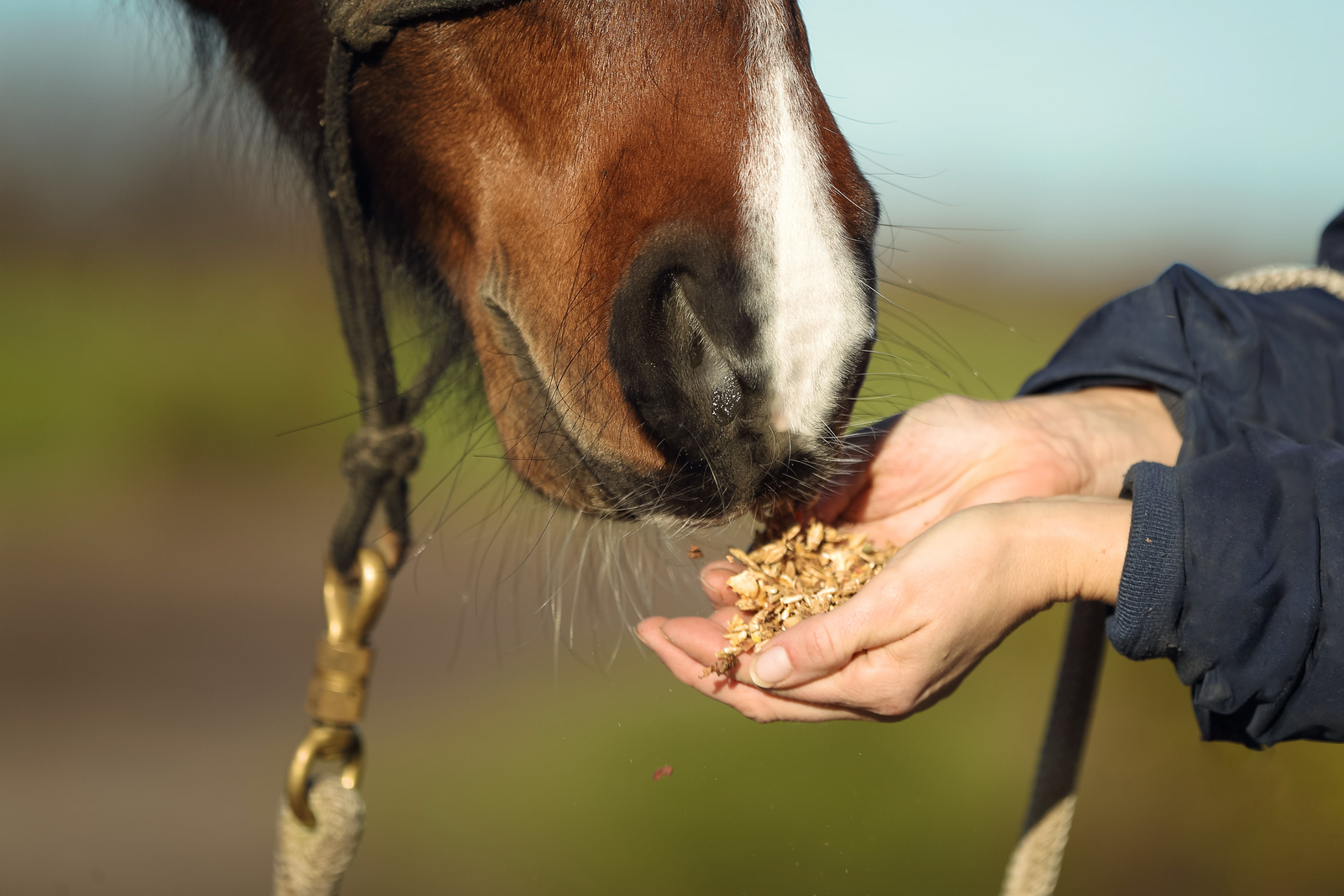 ¿Qué comen los caballos en invierno?