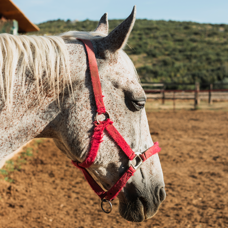 Almartigones y paseadores