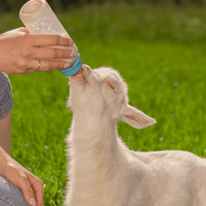 Calostros caninos y felinos