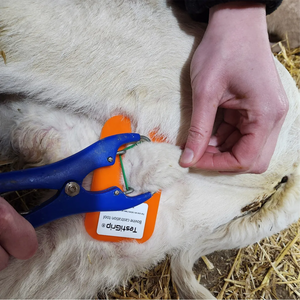 Equipo para castrar ovinos y caprinos