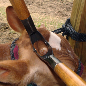 Equipo para descornar bovinos