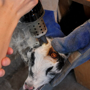 Equipo para descornar ovinos y caprinos