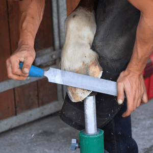 Escofinas para herrar