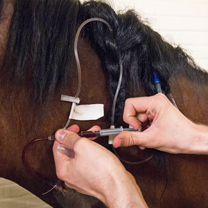 Fleboteks veterinarios