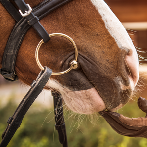 Frenos, bocados y filetes