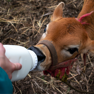 Implementos para lactantes bovinos