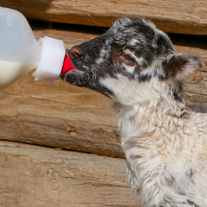 Implementos para lactantes ovinos y caprinos