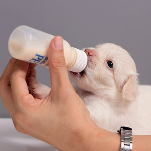 Implementos para perros