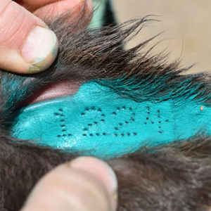 Implementos para tatuar grandes especies