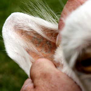 Implementos para tatuar pequeñas especies
