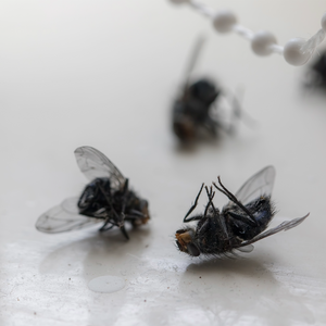 Mosquicidas e insecticidas