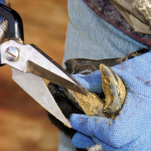 Pinzas y tijeras para ovinos y caprinos