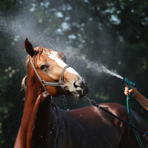 Shampoos y acondicionadores