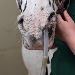 Sondas nasogástricas