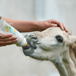 Sustitutos de leche equinos