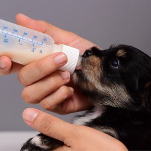 Sustitutos de leche para cachorros