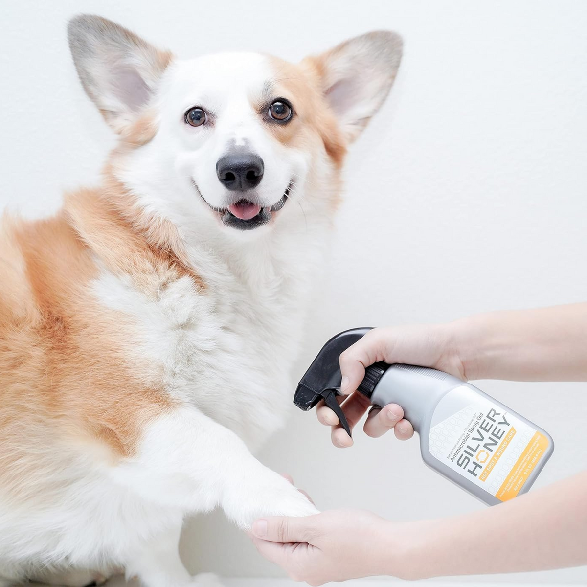 Perro corgi recibiendo la aplicación de Silver Honey Rapid Wound Repair Spray Gel de Absorbine