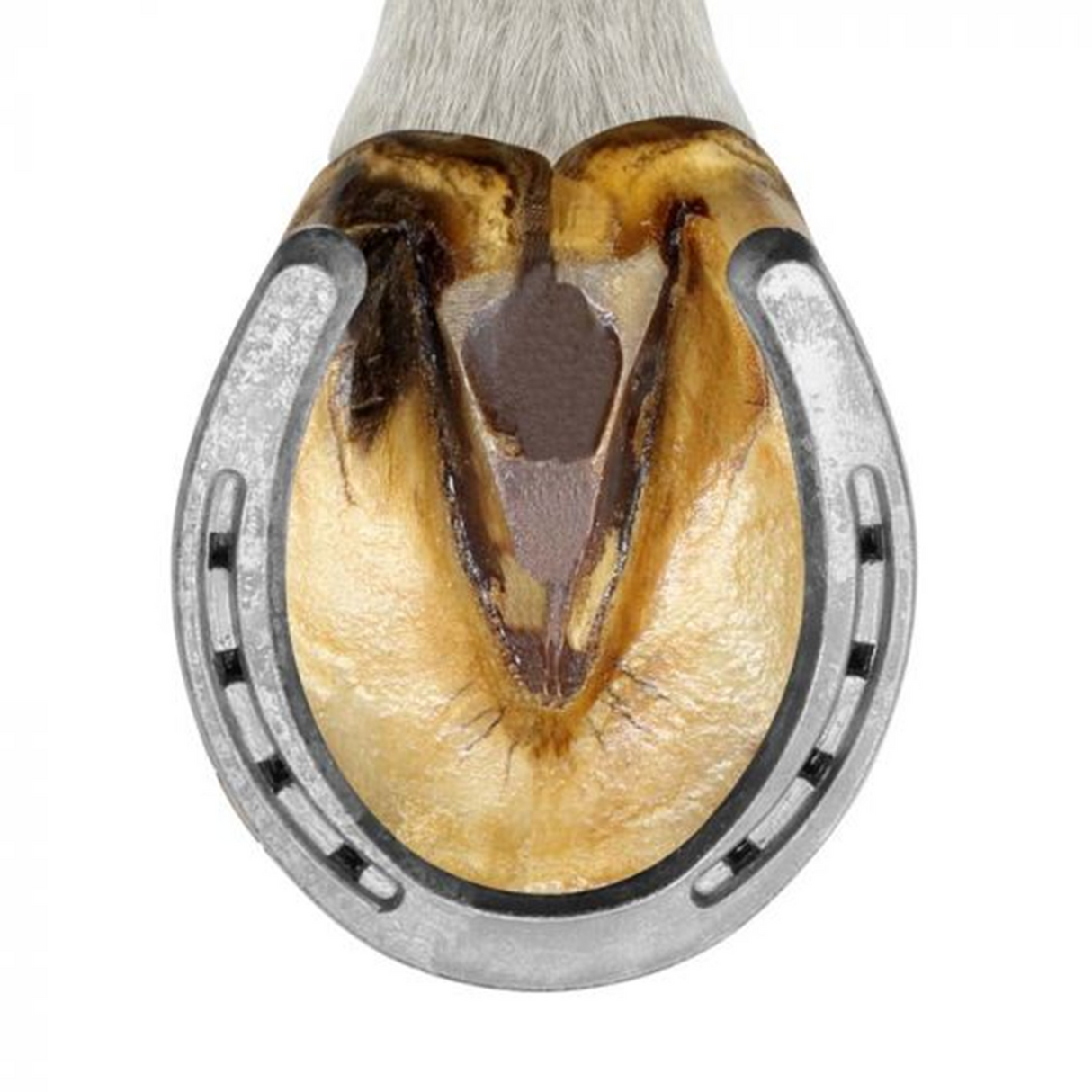 HERRADURA ST. CROIX DE ACERO PLAIN