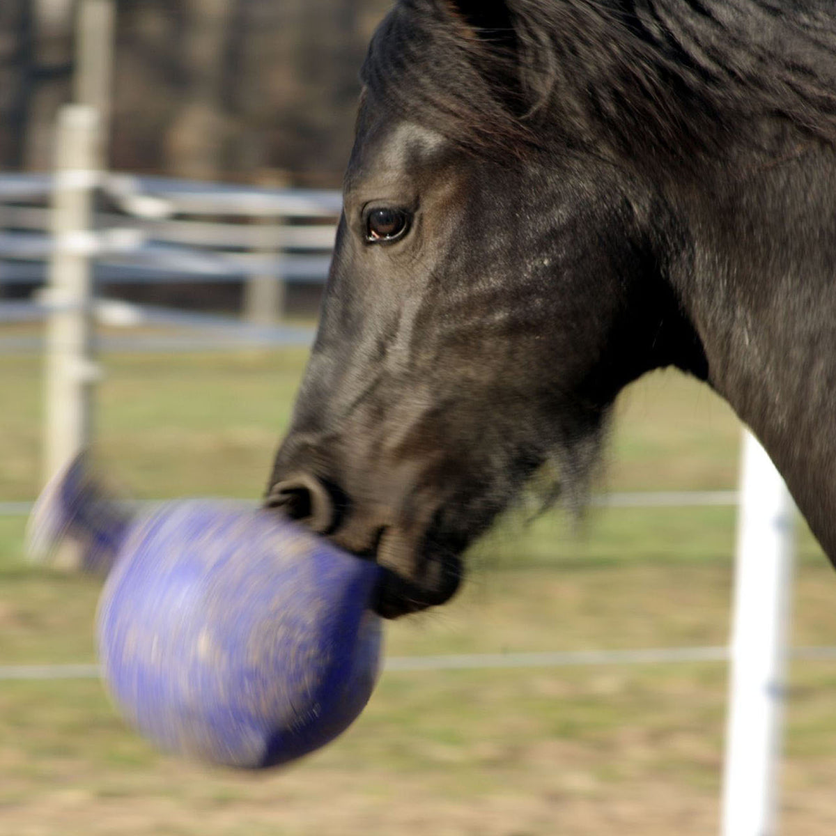 HORSEMANS PRIDE JOLLY BALL 10