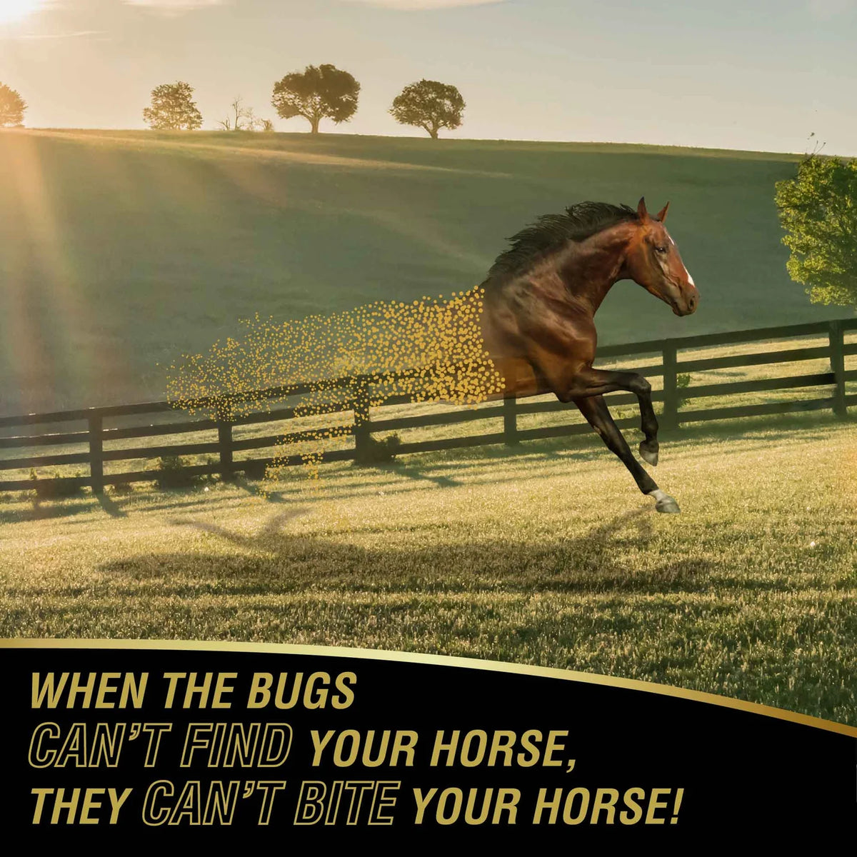 Caballo galopando en el campo, cuando los insectos no localizan al caballo con UltraShield Gold tampoco lo pican