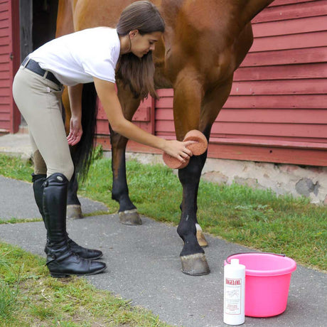 Aplicación de Bigeloil en la pata de un caballo con cubeta y esponja