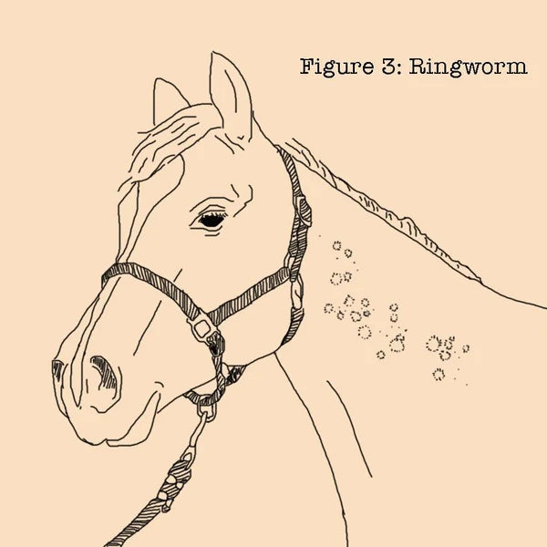 Ilustración de la cabeza de un caballo con lesiones circulares de tiña
