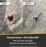 Lesión en la piel de un caballo tordo, la miel de Manuka y el MicroSilver BG cicatrizan sin usar antibióticos