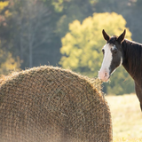 1.75" ROUND BALE HAY NET ( BARCINA/RED PARA PACAS REDONDAS DE 400 KGS )
